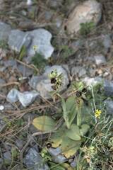 Ophrys