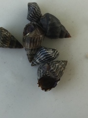 Echinolittorina ziczac