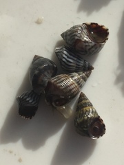 Echinolittorina ziczac