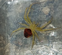 Araneus alboventris