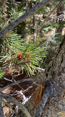 Pinus contorta