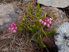 Phyllodoce empetriformis