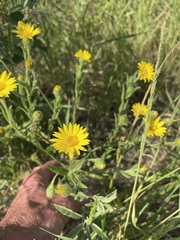 Bradburia pilosa