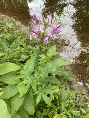 Cleome