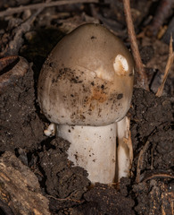 Amanita vaginata