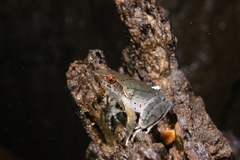 Xenophrys