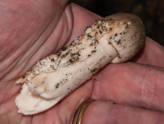 Amanita vaginata