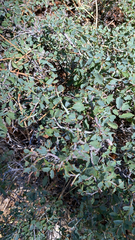 Ceanothus cordulatus
