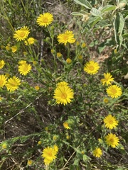 Bradburia pilosa