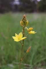 Bulbine bulbosa