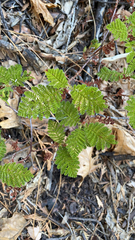 Chamaebatia foliolosa