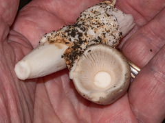 Amanita vaginata