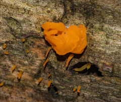 Dacrymyces chrysospermus