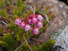 Phyllodoce empetriformis