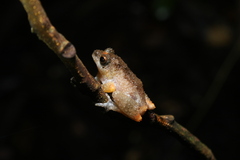 Raorchestes
