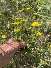 Bradburia pilosa
