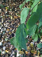Philadelphus coronarius