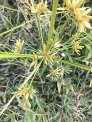 Cyperus