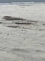 Charadrius semipalmatus