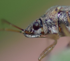 Nysius graminicola