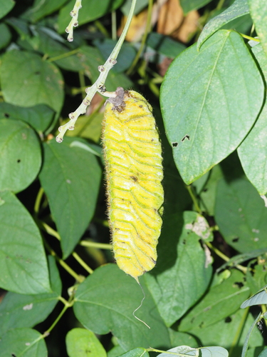 Mucuna lamellata