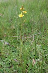 Bulbine bulbosa