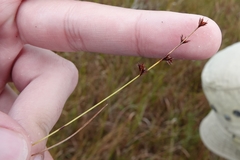Scleria verticillata
