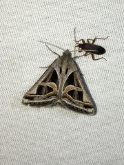 Callistege intercalaris