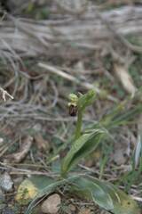 Ophrys