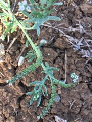 Heliotropium curassavicum