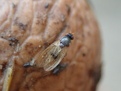 Calliopum simillimum