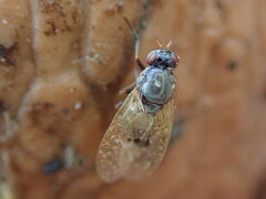 Calliopum simillimum