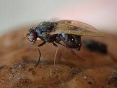 Calliopum simillimum