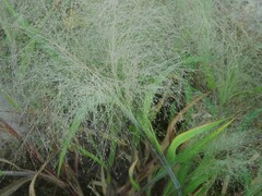 Panicum capillare