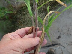 Panicum capillare