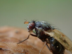 Calliopum simillimum