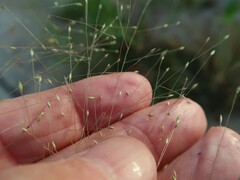 Panicum capillare