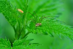 Rilaena triangularis