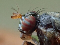 Calliopum simillimum