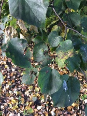 Tilia cordata