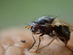 Calliopum simillimum