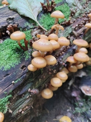 Kuehneromyces
