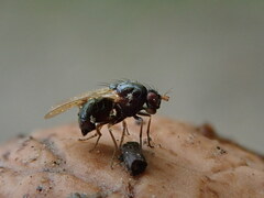 Calliopum simillimum