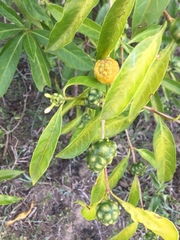 Morinda royoc