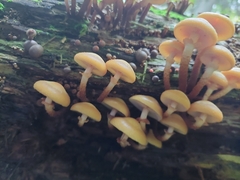 Kuehneromyces