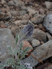 Phacelia sericea