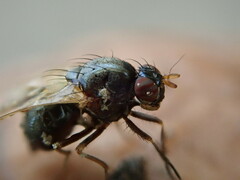 Calliopum simillimum