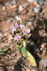 Ophrys tenthredinifera