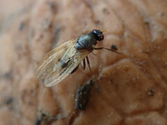 Calliopum simillimum