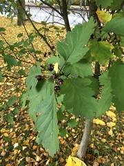 Crataegus